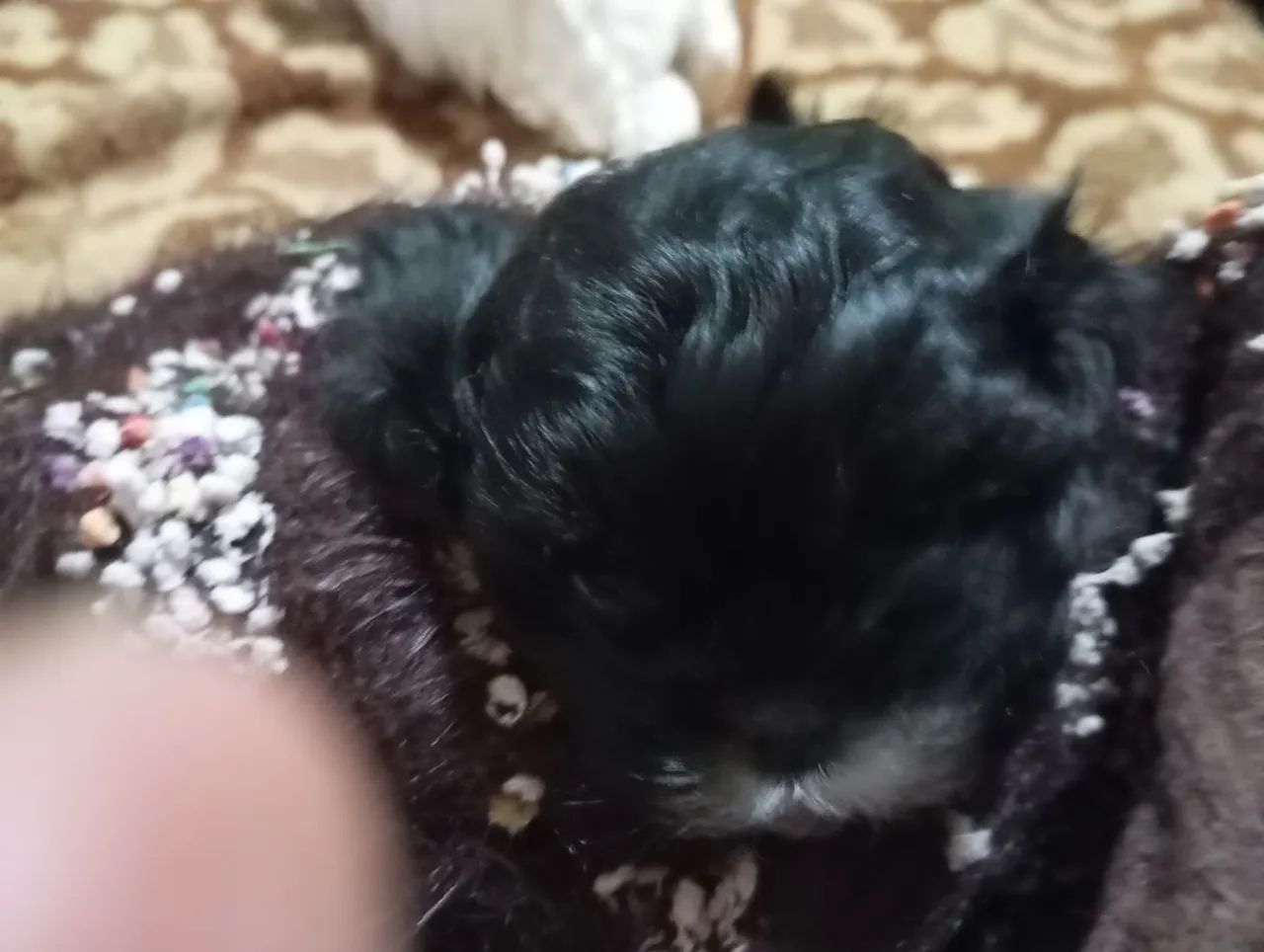 Shih Tzu mini - Foto 2