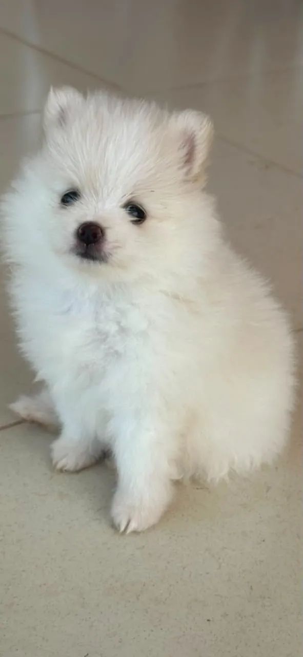 Spitz alemão  - Foto 4