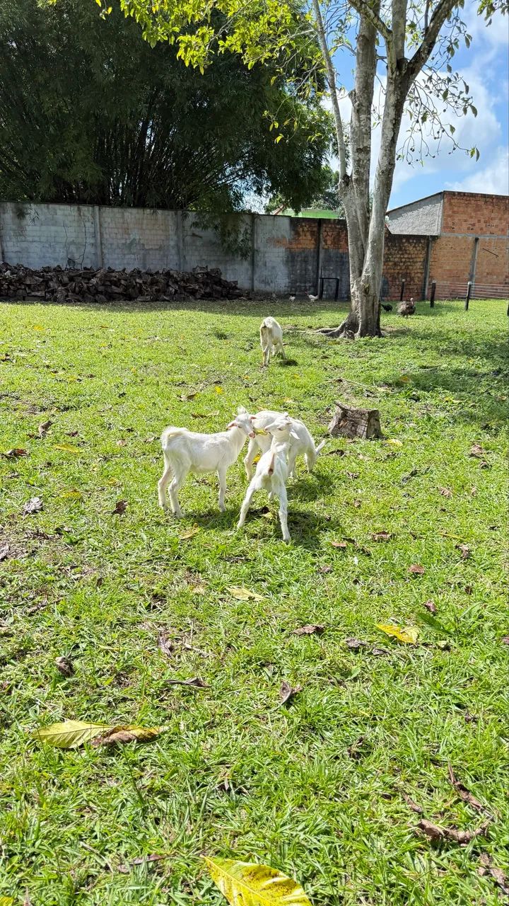 Cabritas de raça leiteira  - Foto 3