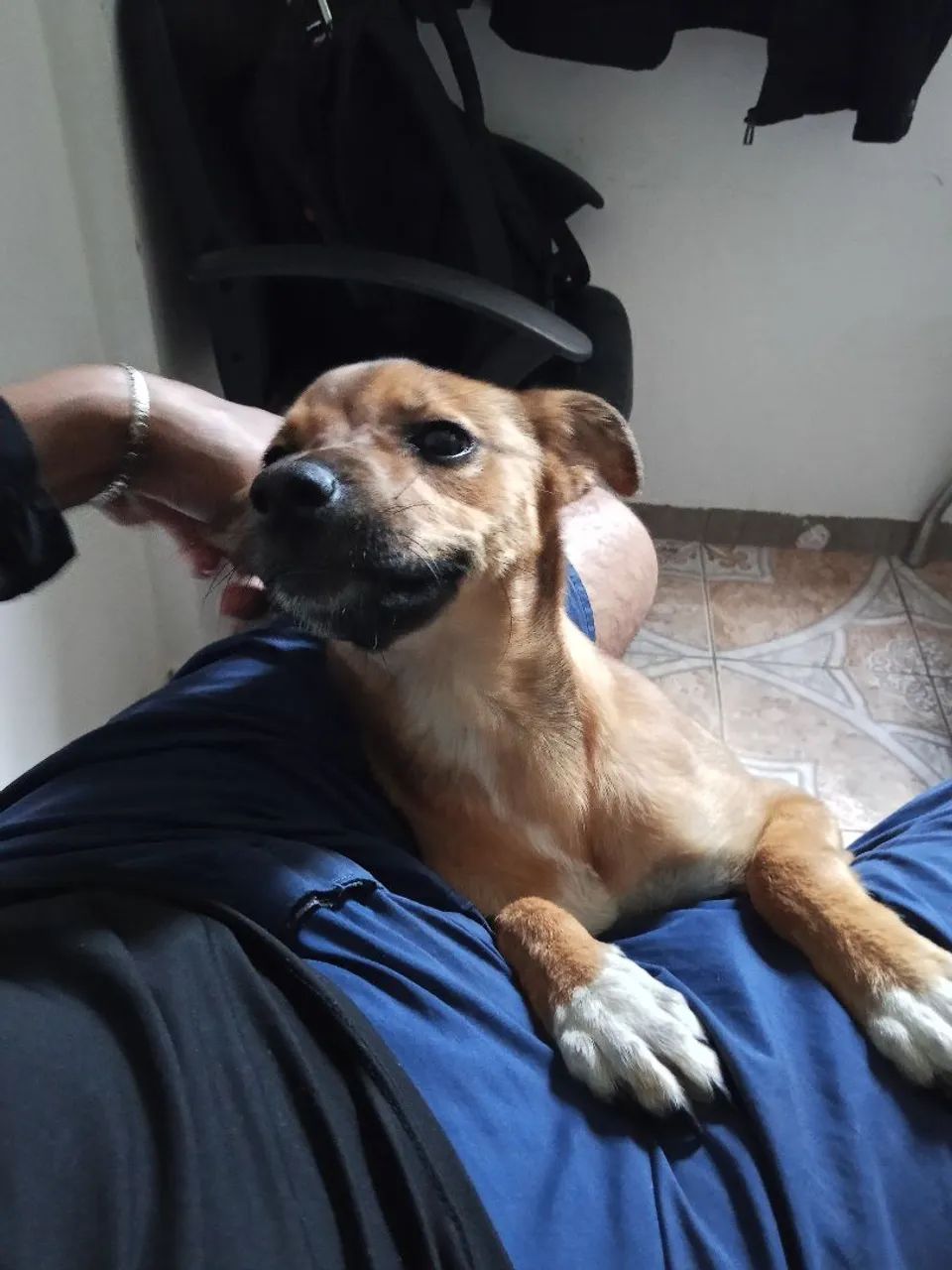 Adoção responsável - Foto 2