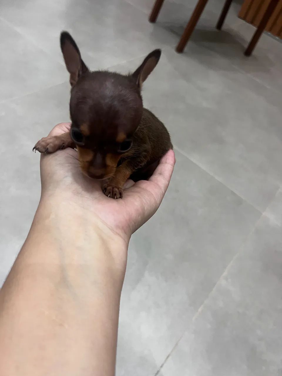 Pinscher zero maravilhoso 