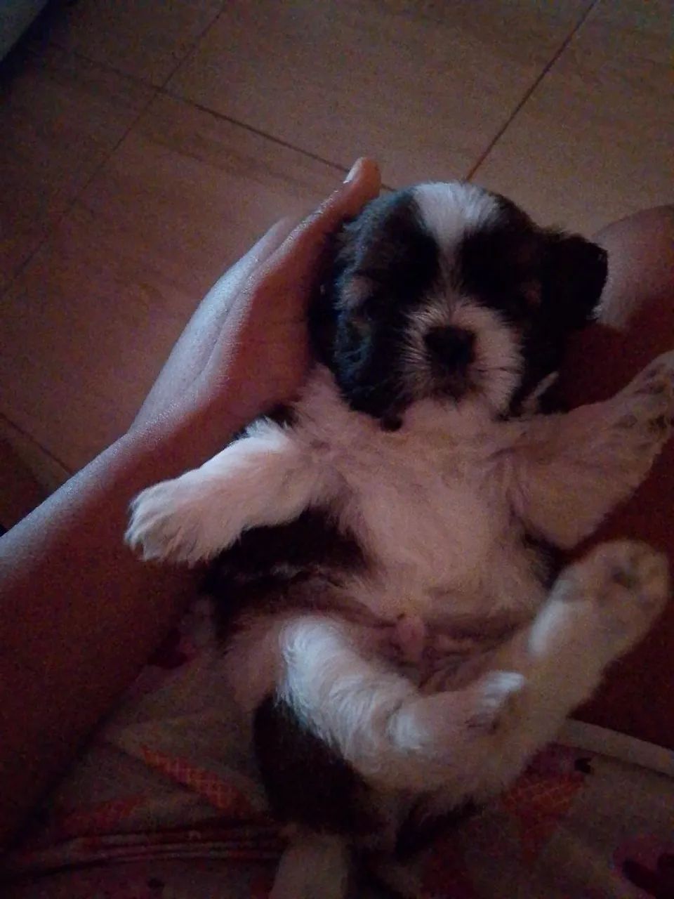 Cachorro Shitzu  - Foto 2
