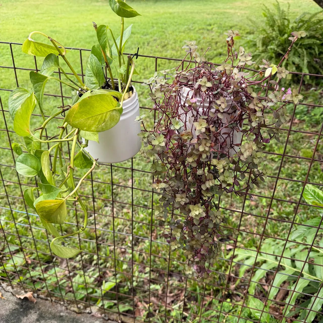 Plantas para pendurar jardim vertical ou usar na bancada - Foto 6