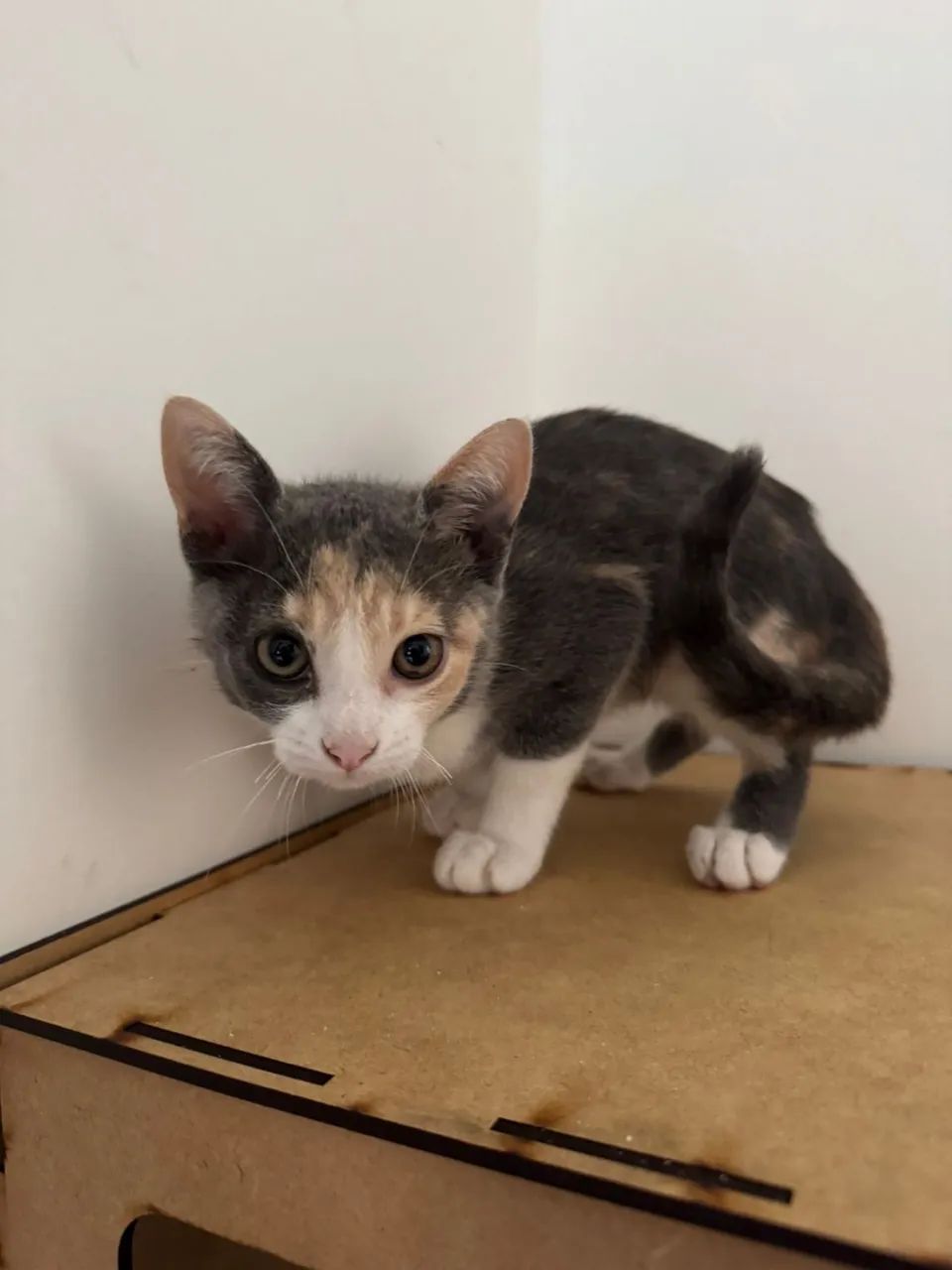 Gatinha fêmea 2 meses - Foto 2