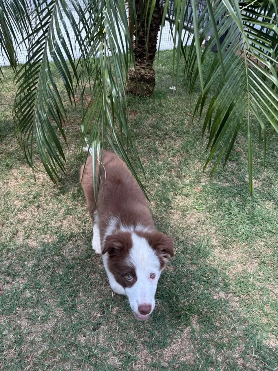 Border Collie  - Foto 4