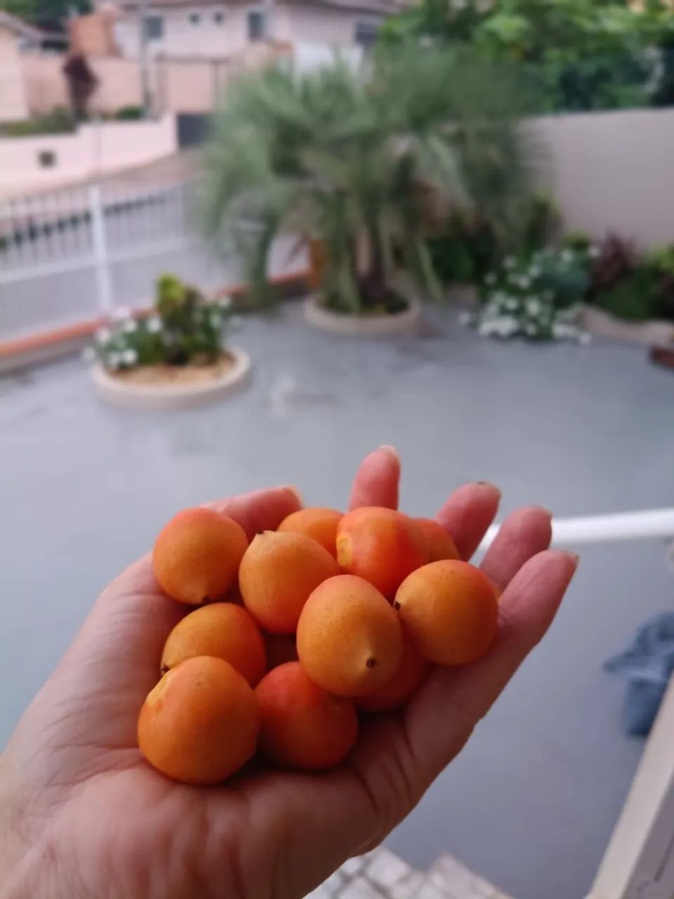 Muda de butiá - fruta tamanho médio bem suculenta  - Foto 2