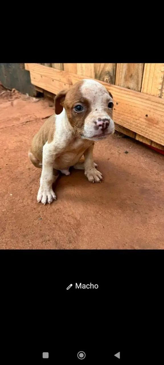 Pitbull  - Foto 5