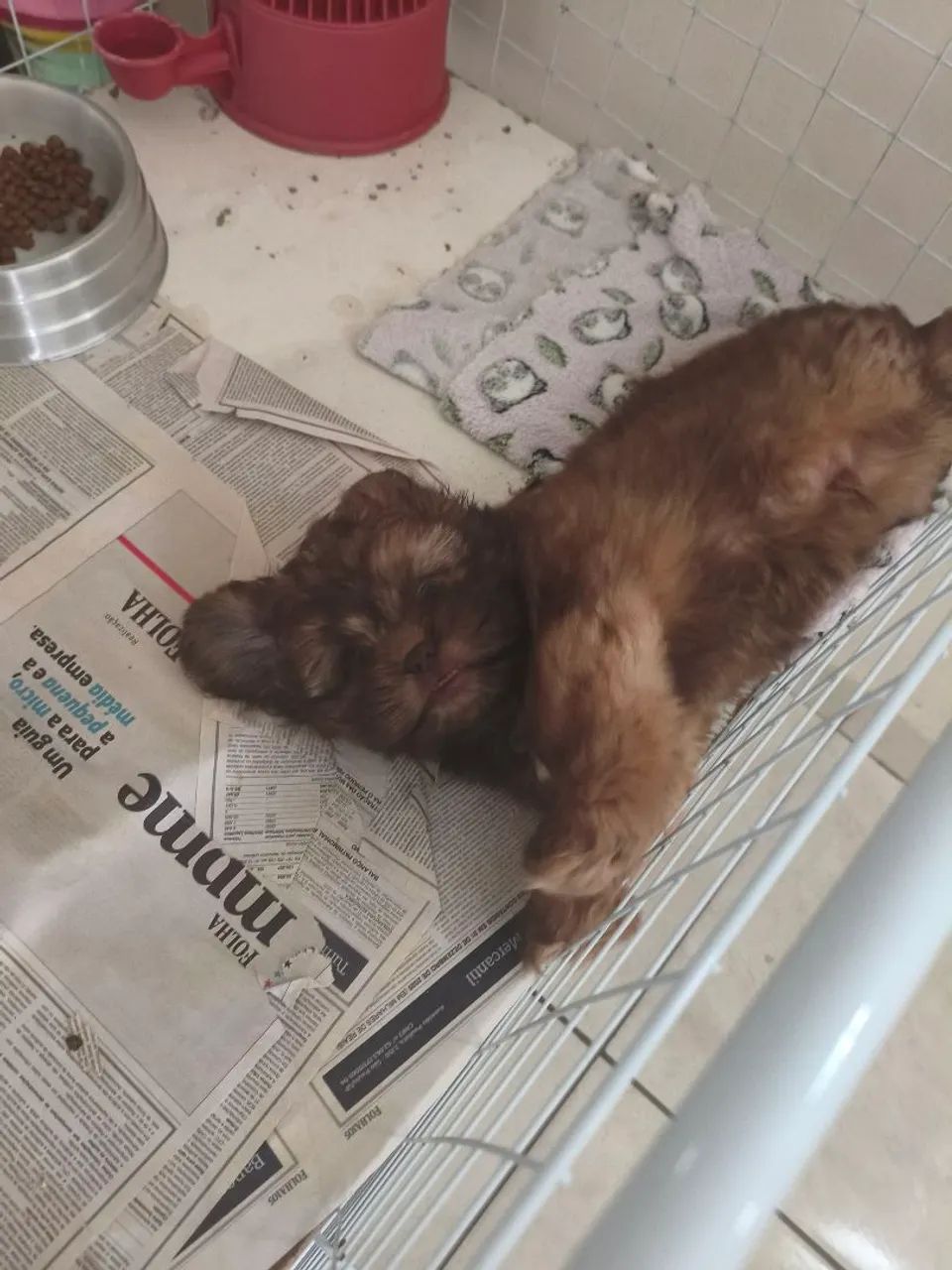 Shitzu  - Foto 2