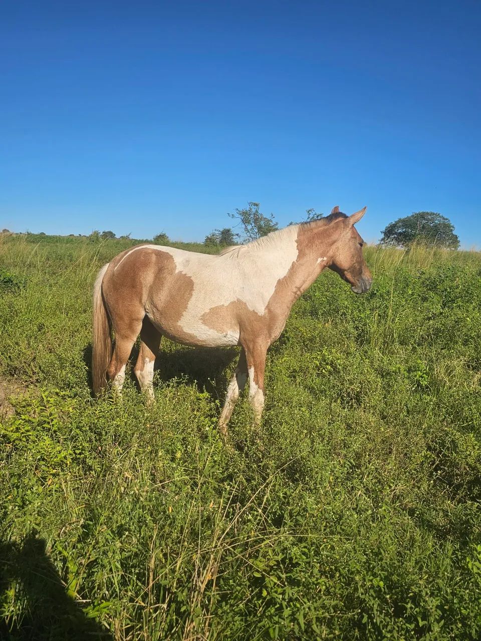 Potra Mangalarga  - Foto 4