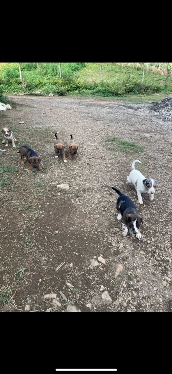Cachorros  - Foto 2