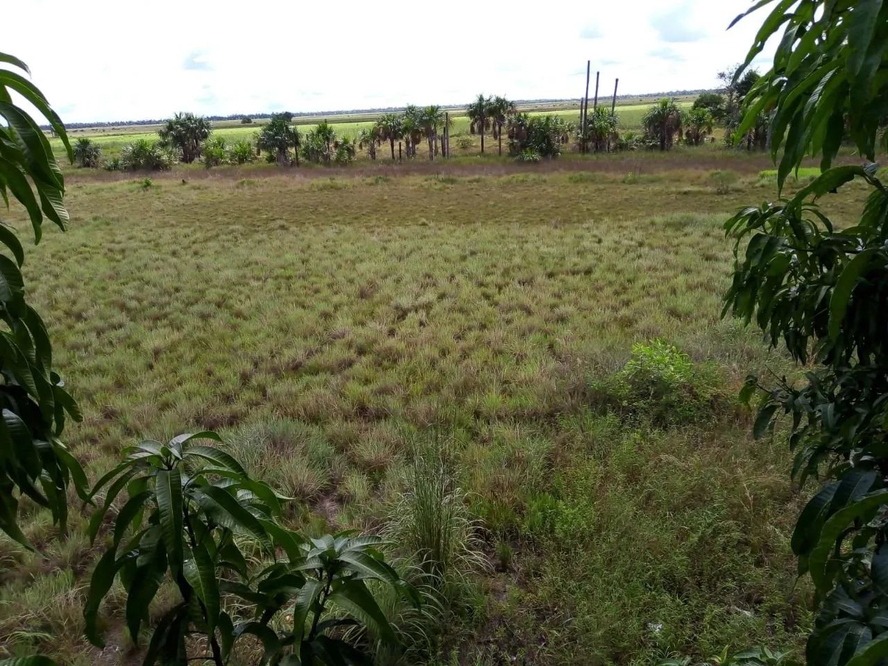 Foto - Boa Vista - Jardim Floresta
