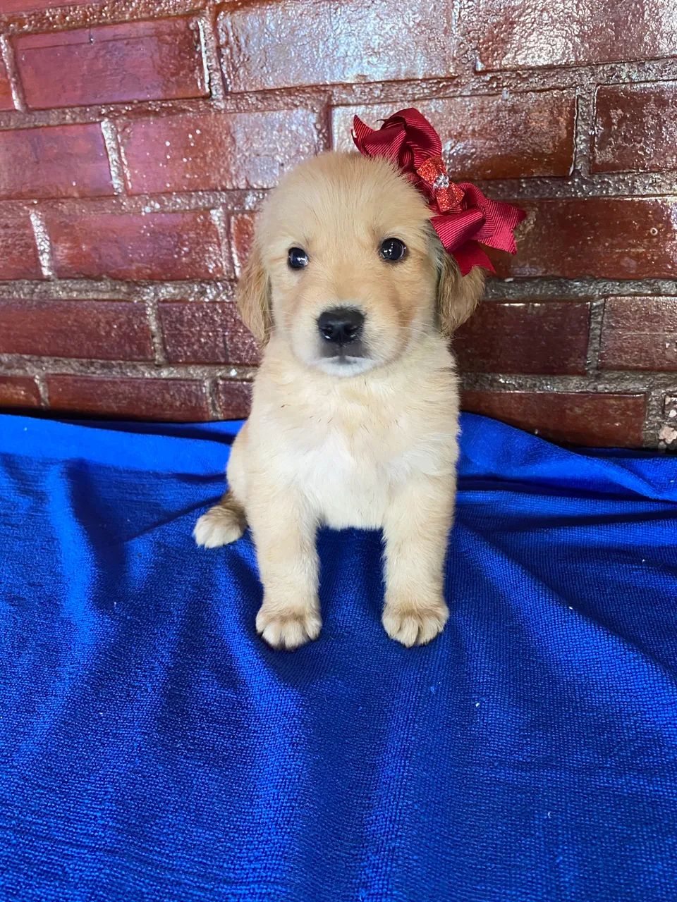   Golden Retriever  - Foto 2