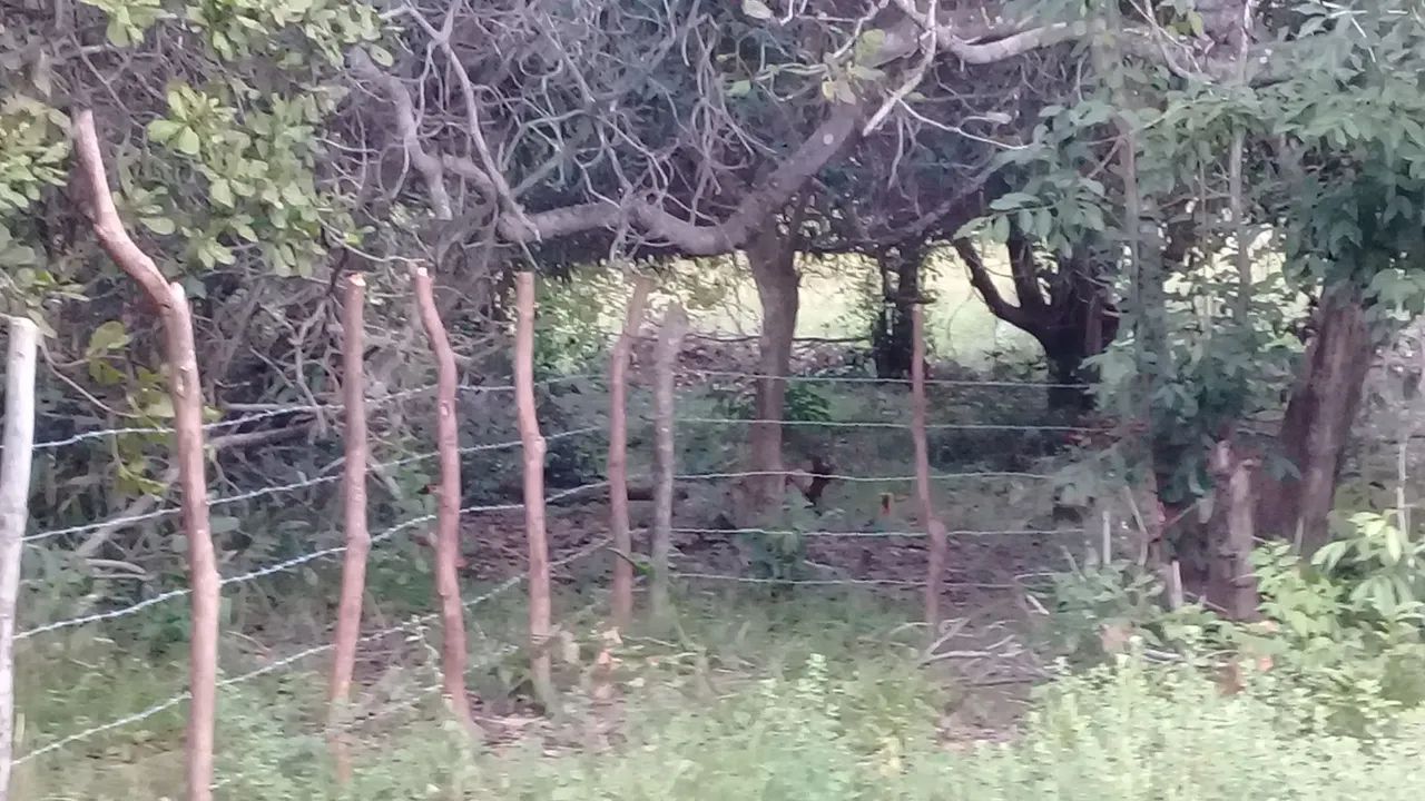 Terreno em Itamaracá  - Foto 3