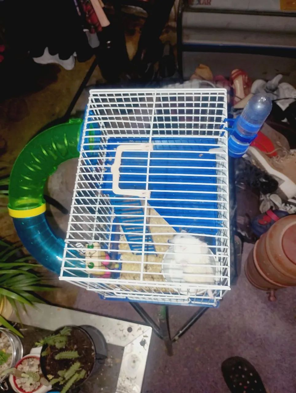 Hamster macho com gaiola e acessórios  - Foto 3