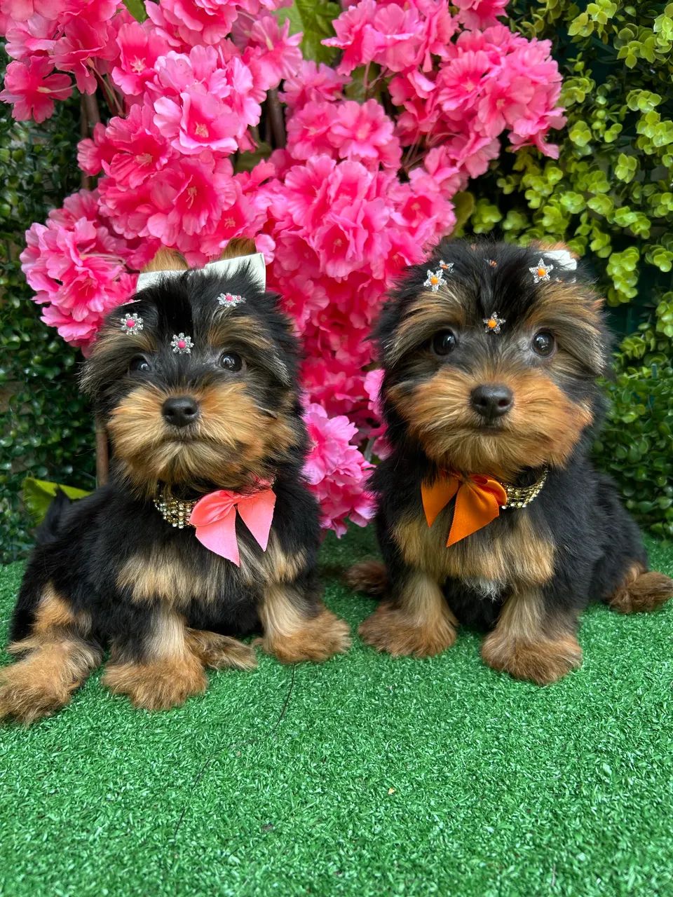 Yorshire Terrier 