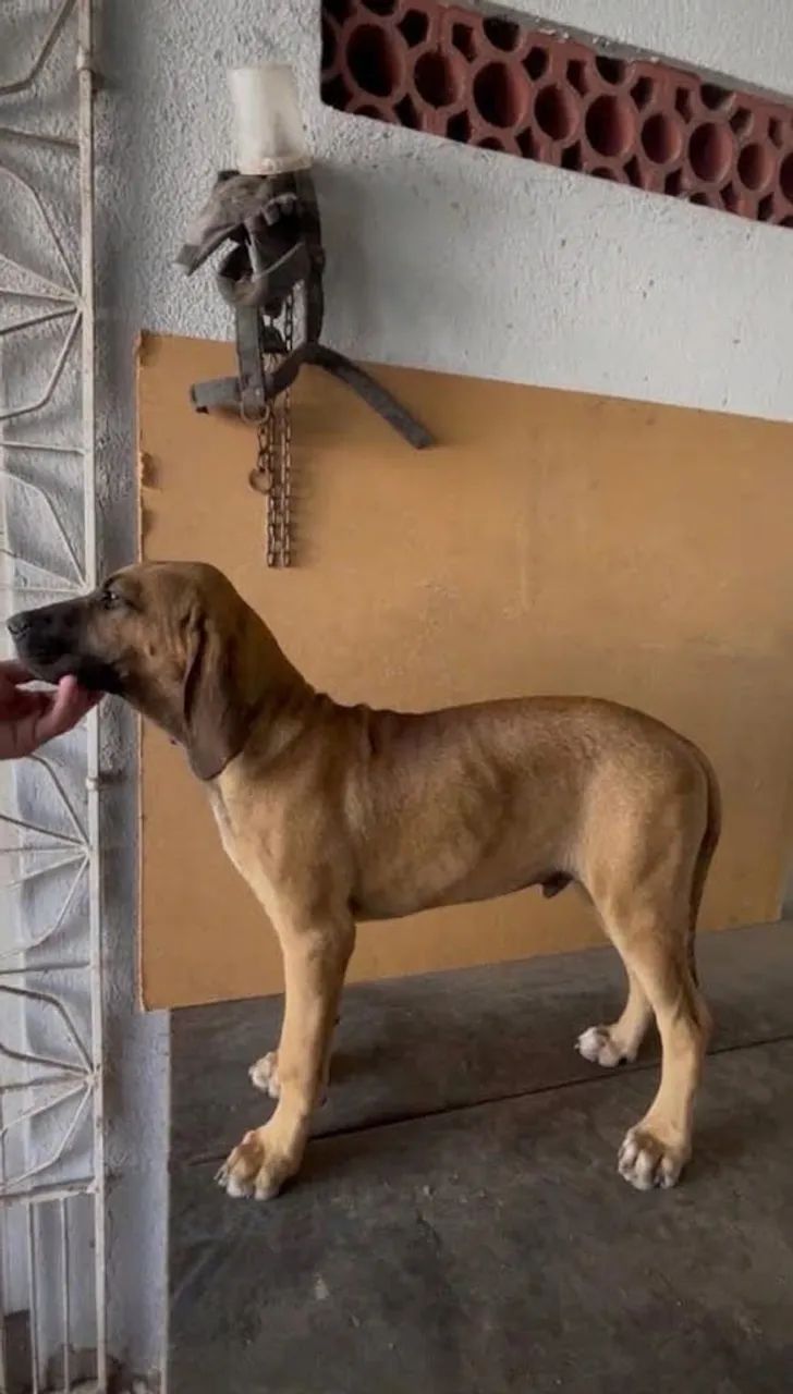 Fila Brasileiro - Foto 2