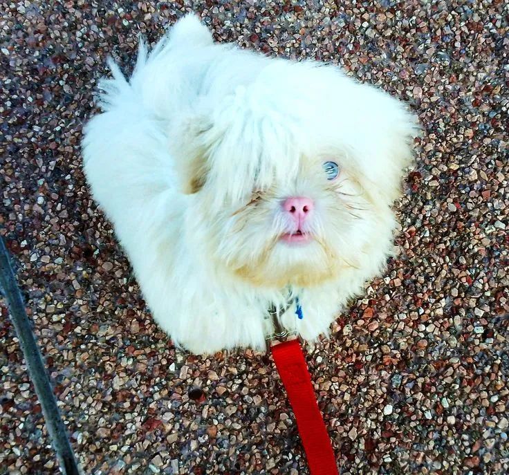 Lhasa Apso  - Foto 2