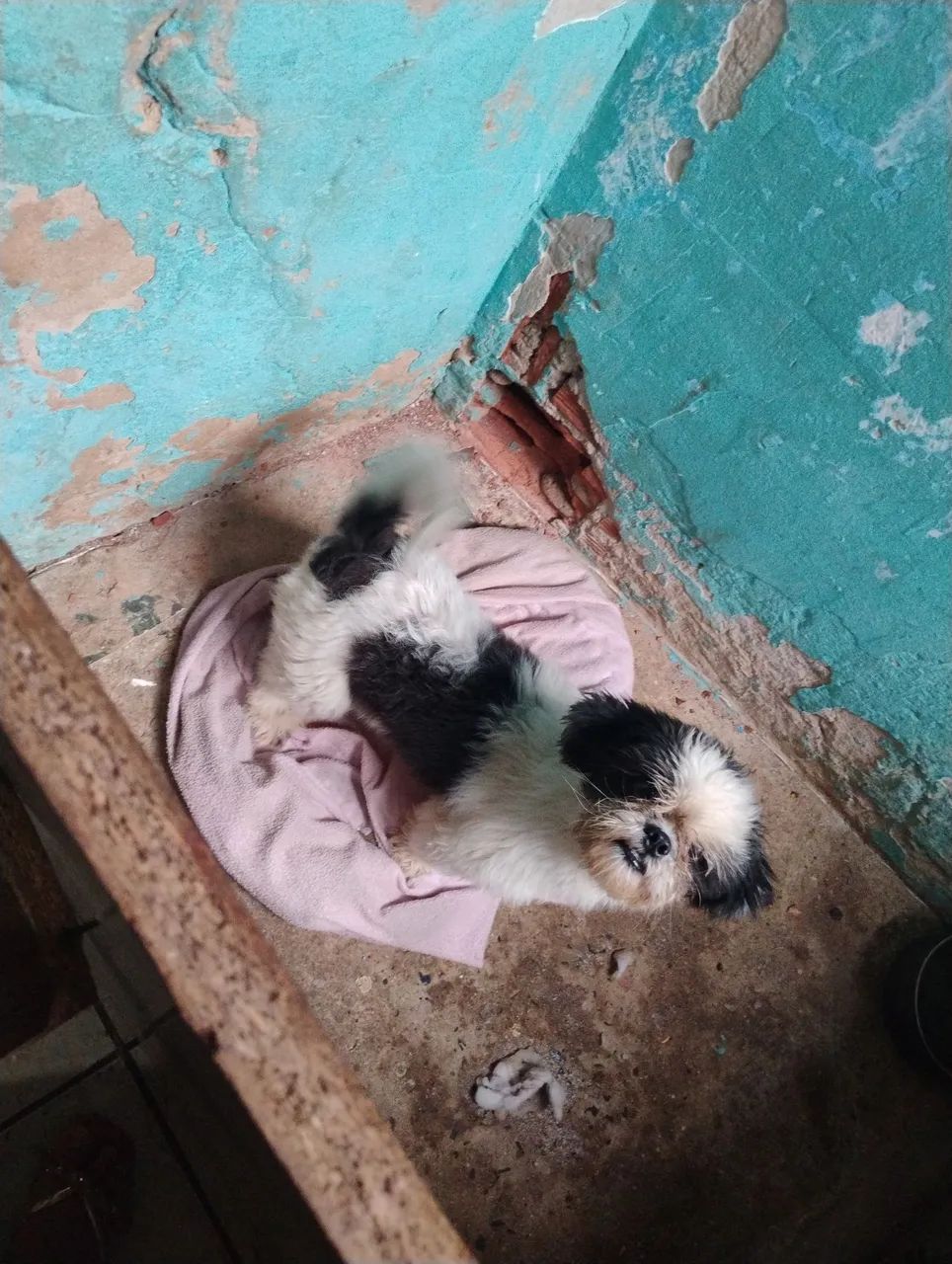 Cachorro shtus 
