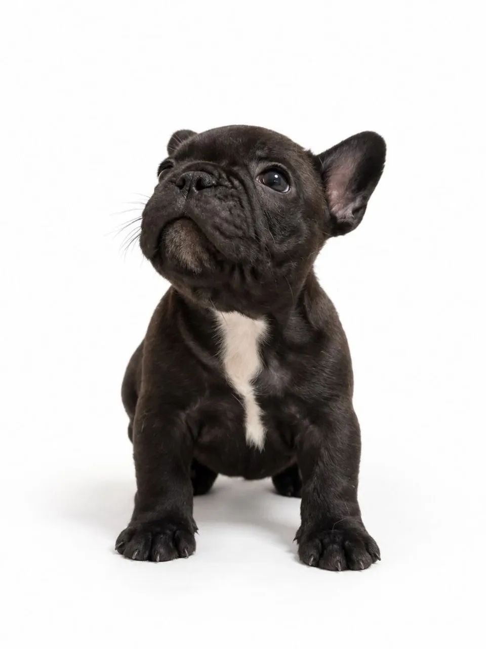 Buldogue frances 