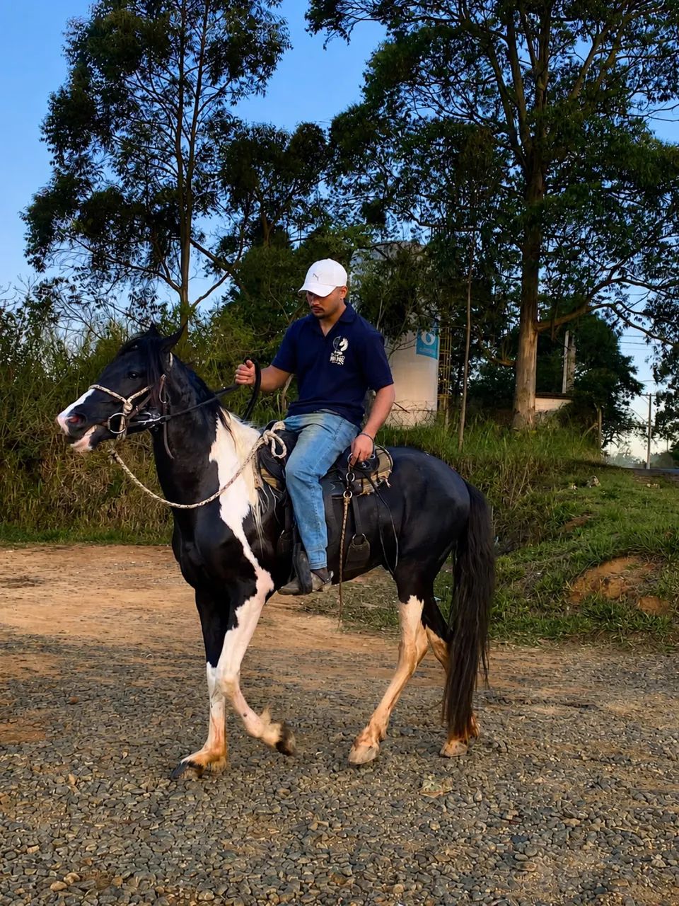 Cavalo - Foto 2