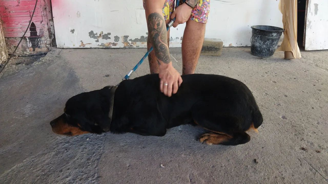Doação de Rottweiler macho - Foto 3