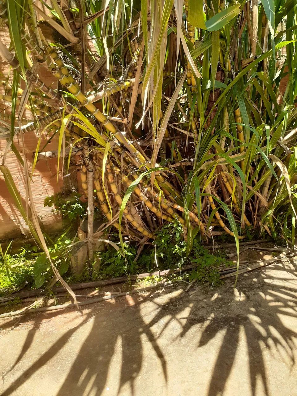 Cana de açucar - Foto 3