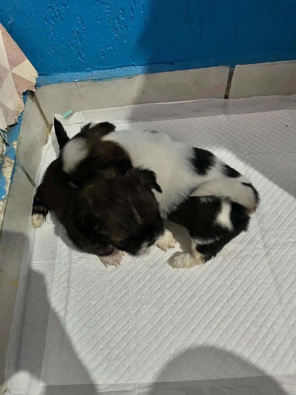 Casa - Foto 3