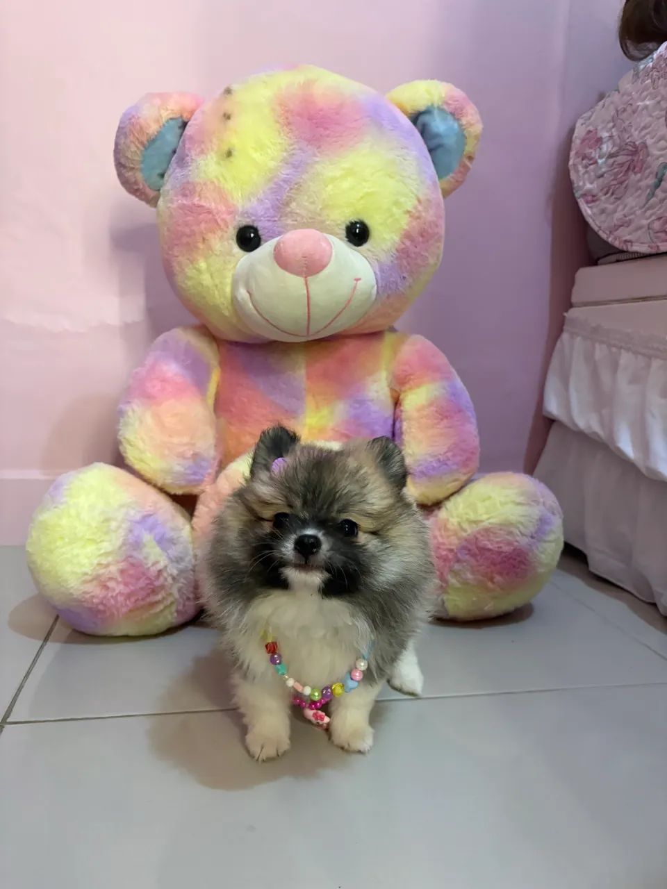 Spitz alemão  - Foto 3