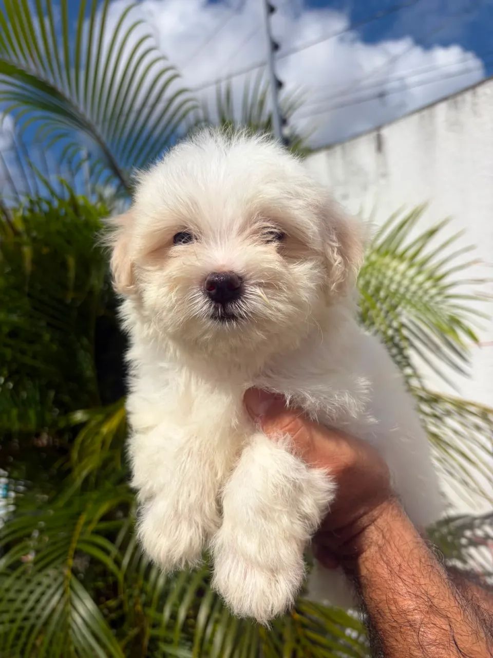Maltês MACHO