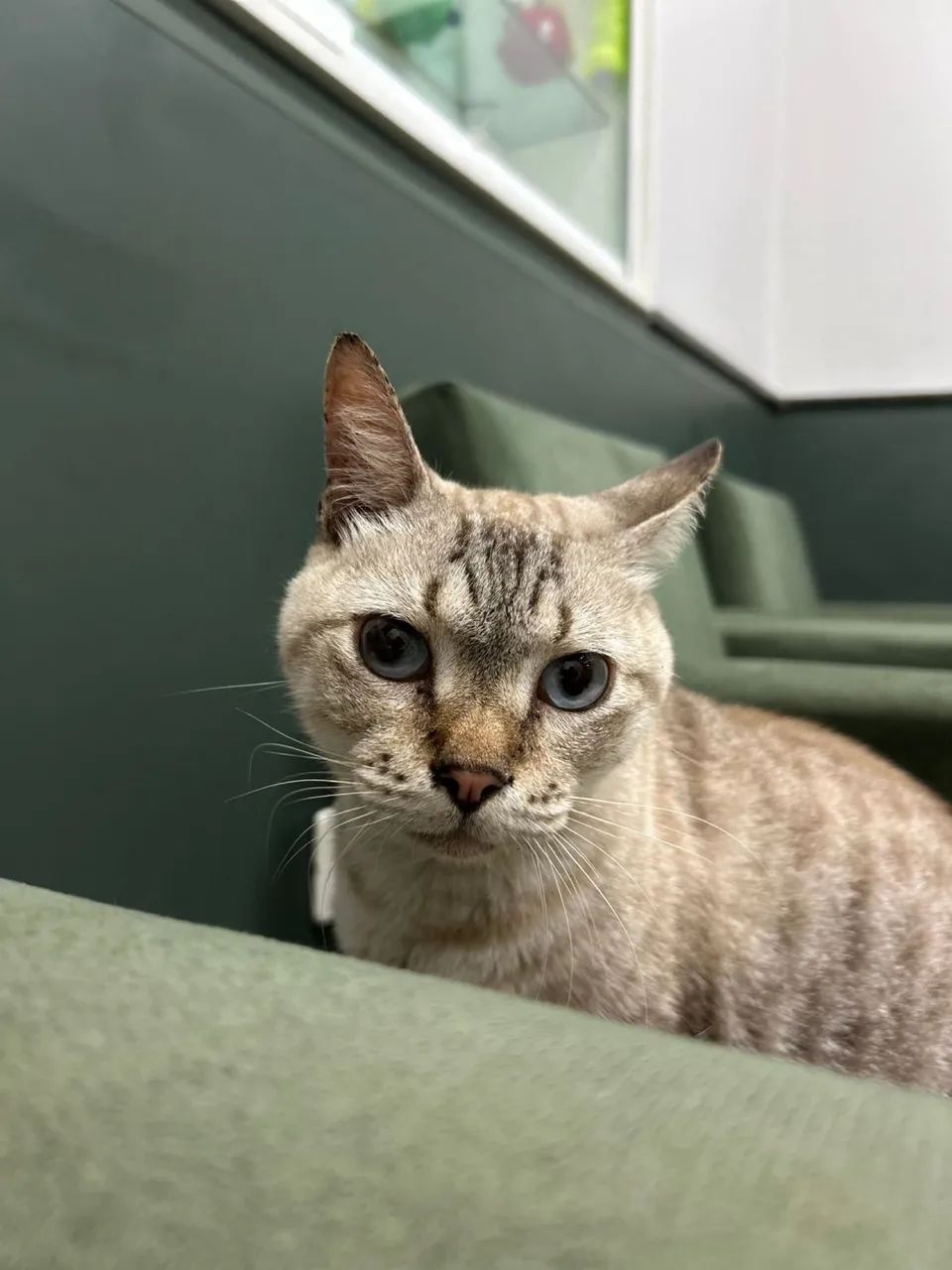 Gato encontrado no Janga, rua do Lojão dos Presentes - Foto 4