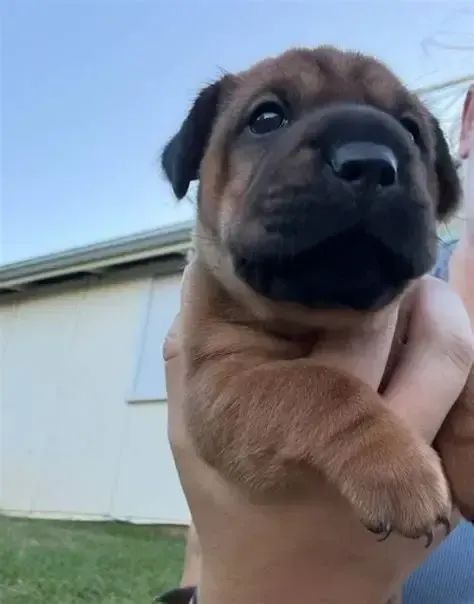 BOXER X LABRADOR  - Foto 3