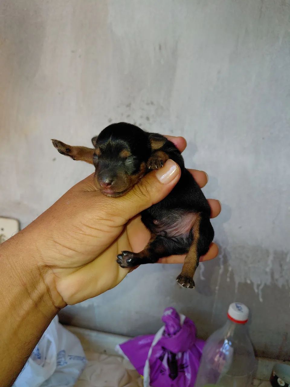 Pinscher zero e Pinscher 1 - Foto 2