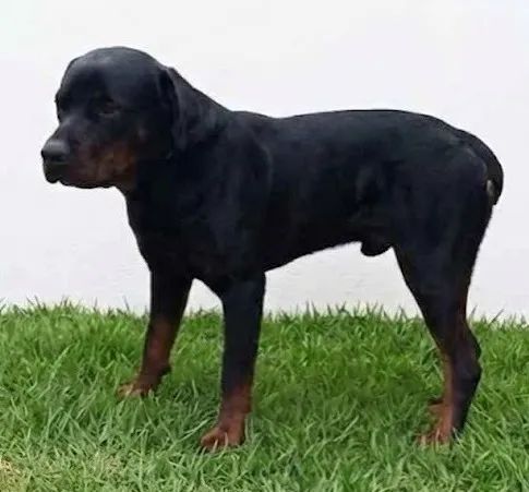 Rottweiler
