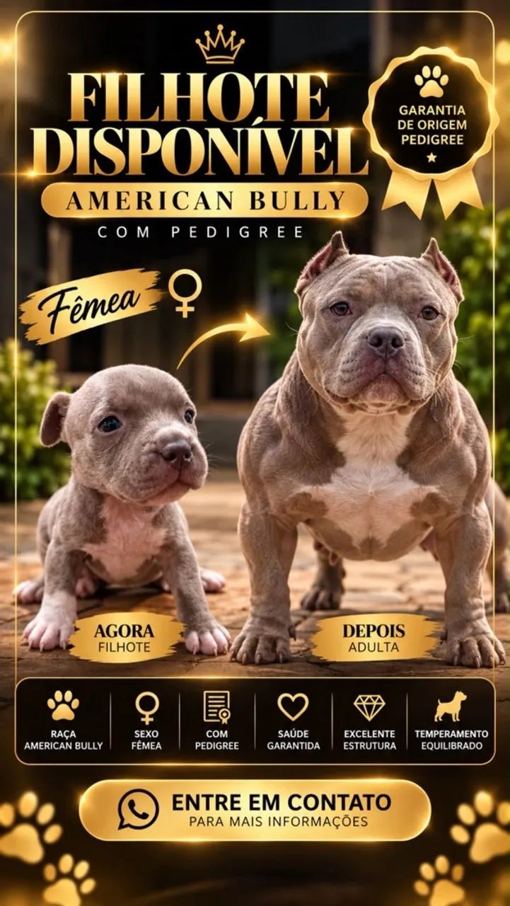  American Bully - Foto 2