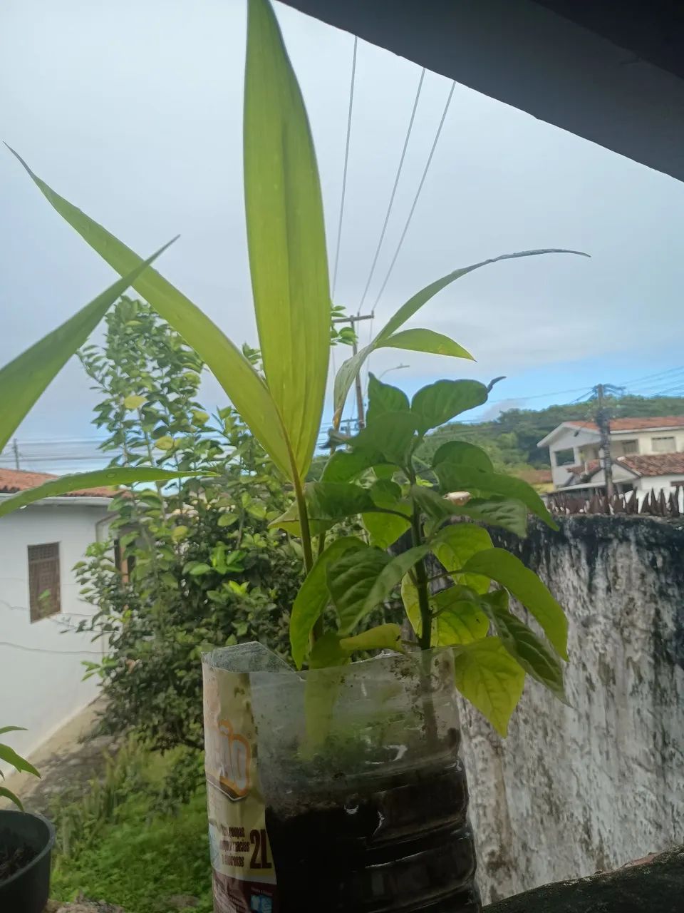 Vander planta  - Foto 3
