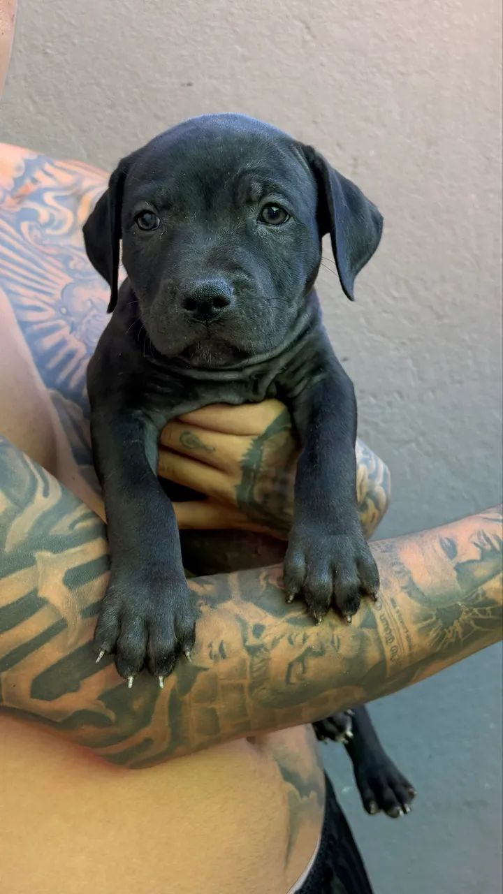 Pit monster com pedigree linhagem importada  - Foto 3