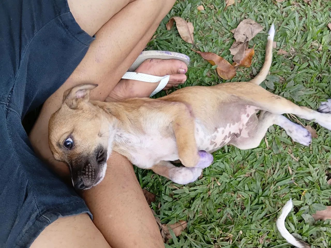Cachorro filhote para doação  - Foto 4