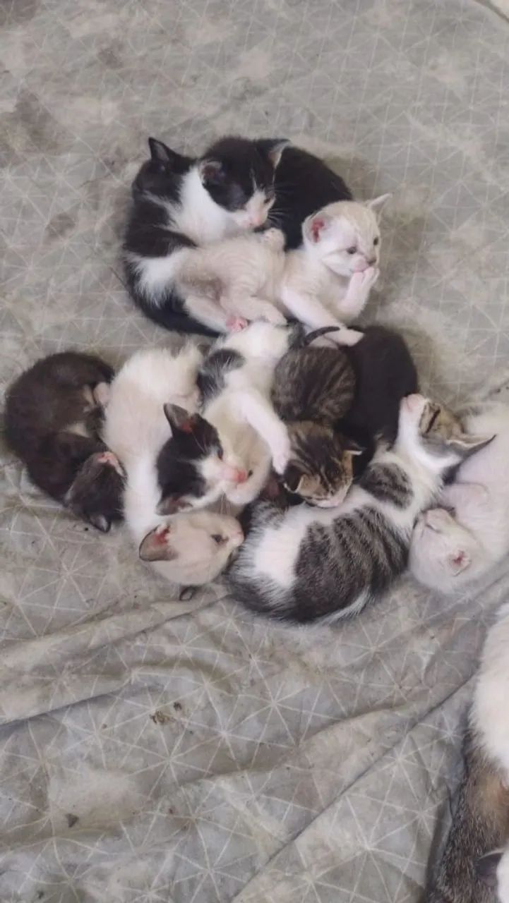 Doação de gatos 