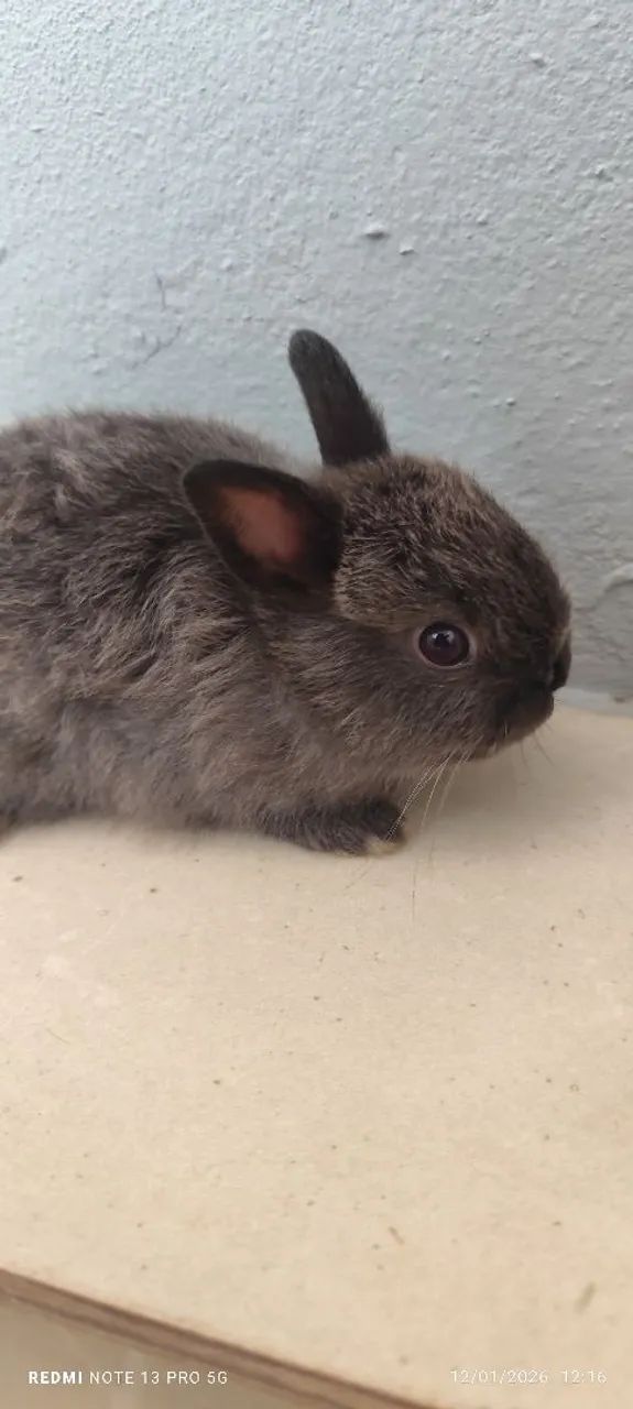 Mini coelhos da raça netwland darf  - Foto 5