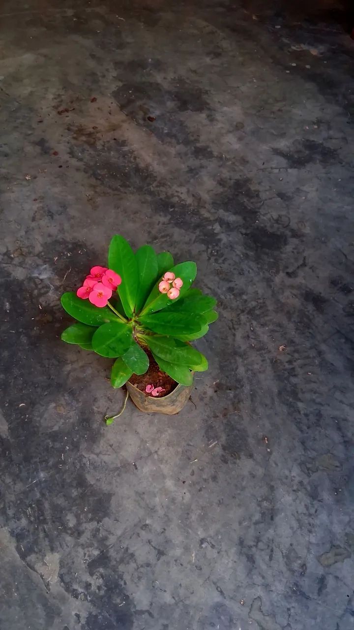 Coroa de Cristo cor de rosa  - Foto 3