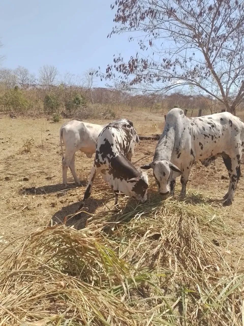 Vende-se boi Nelore pintado de 4 anos
