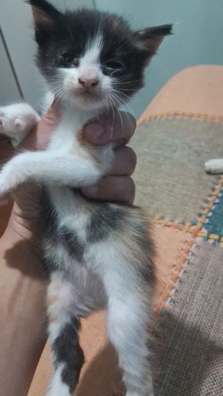 Doação de  casal de gatinhos  . - Foto 5