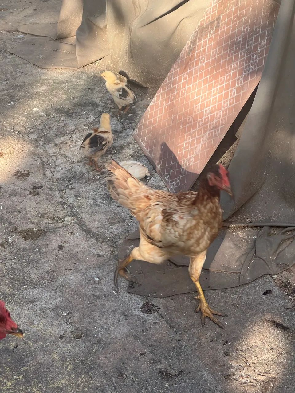 galos e galinhas caipiras com pintinhos