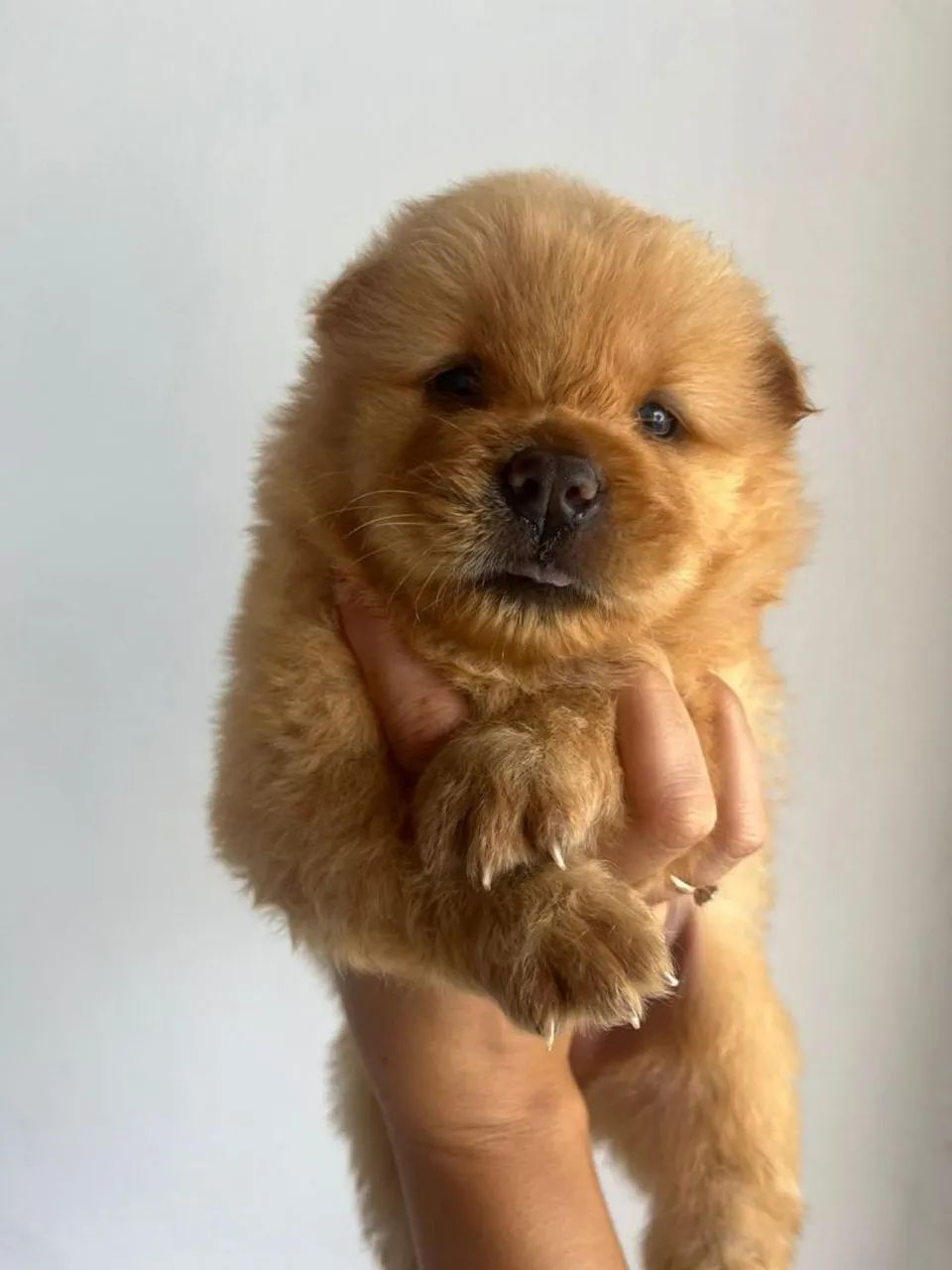 Vendo Chow chow 