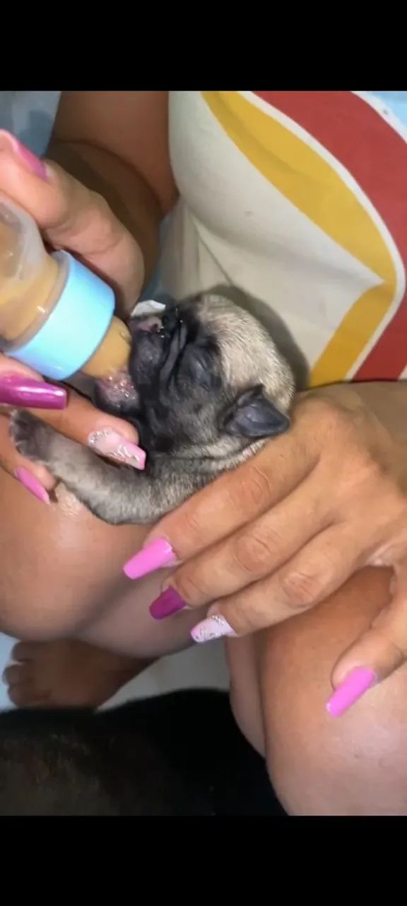 Pug fêmea  - Foto 2