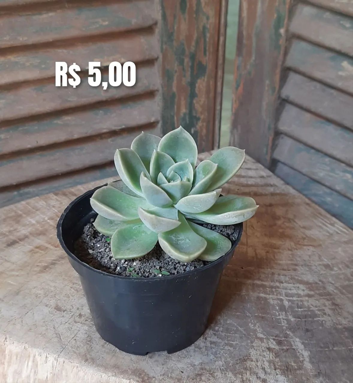 Suculentas  - Foto 2