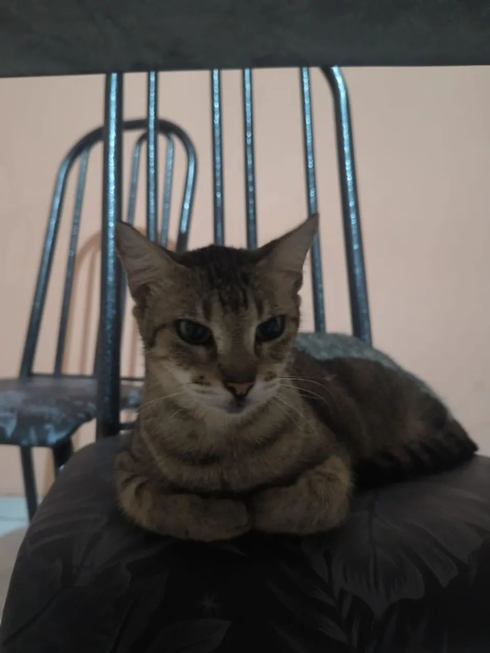 GATOS - Foto 5