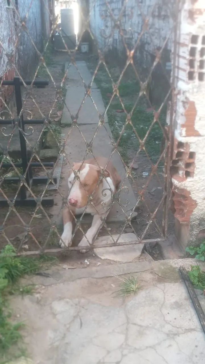 Pit Bull pra vender com 11 meses 