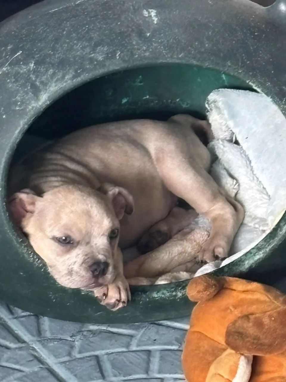 Américan  bully, micro.  3 meses.  Valor: 2,500$ - Foto 2