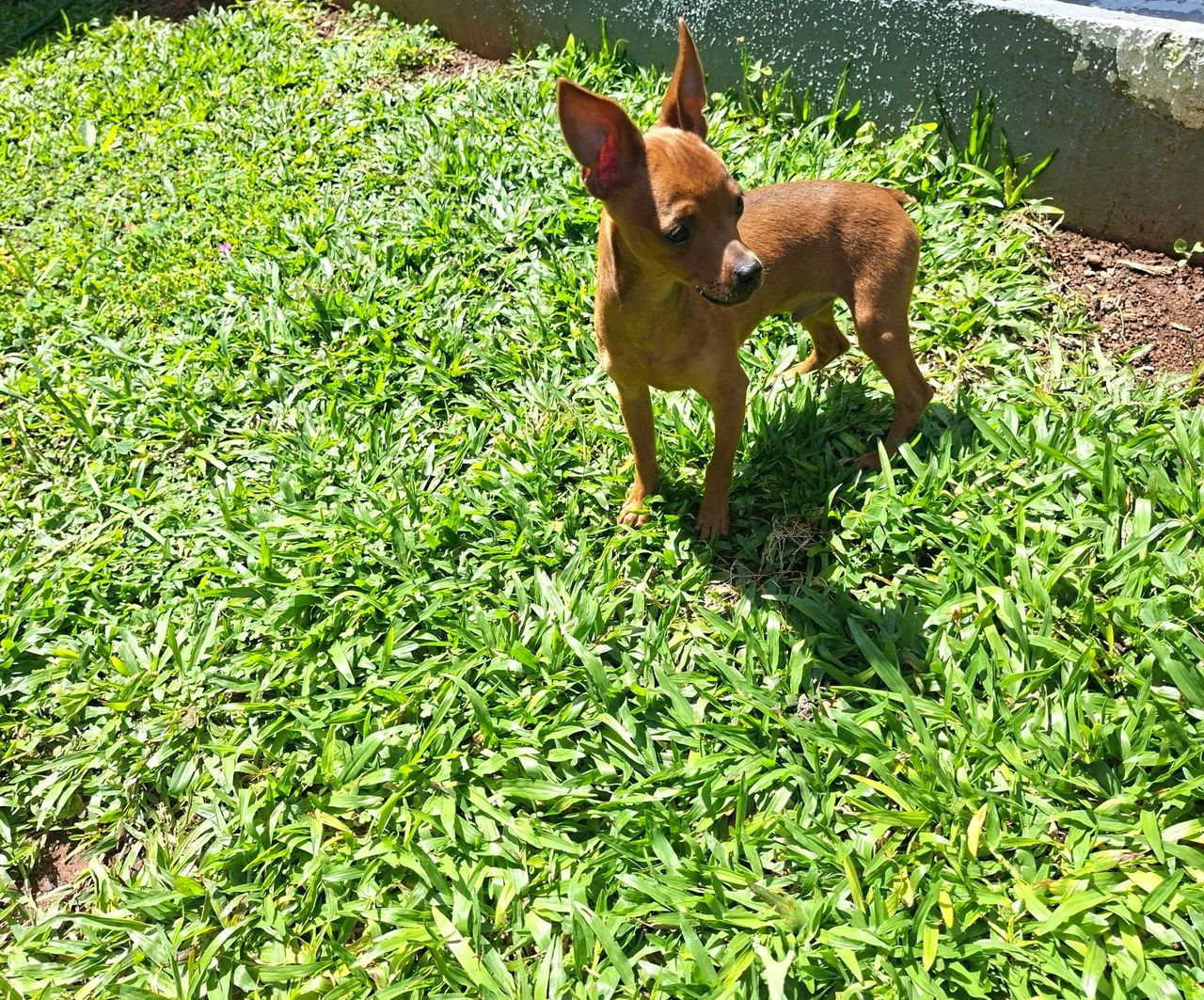 MACHO PINSCHER 7 MESES - Foto 3